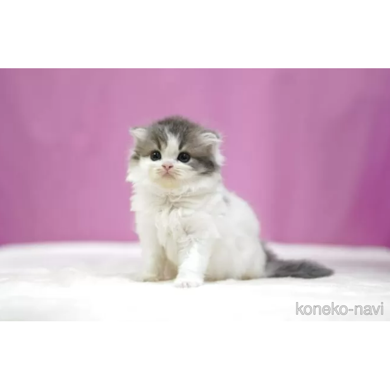 販売中の埼玉県のスコティッシュフォールド(折れ耳)-121595の4枚目